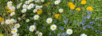 verschiedene, einheimische blühende Blumen in einem Naturrasen.