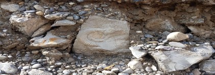 Fundstück "Ammonit" (Durchmesser 9 cm) im Steinbett der alten Strassenfundation 