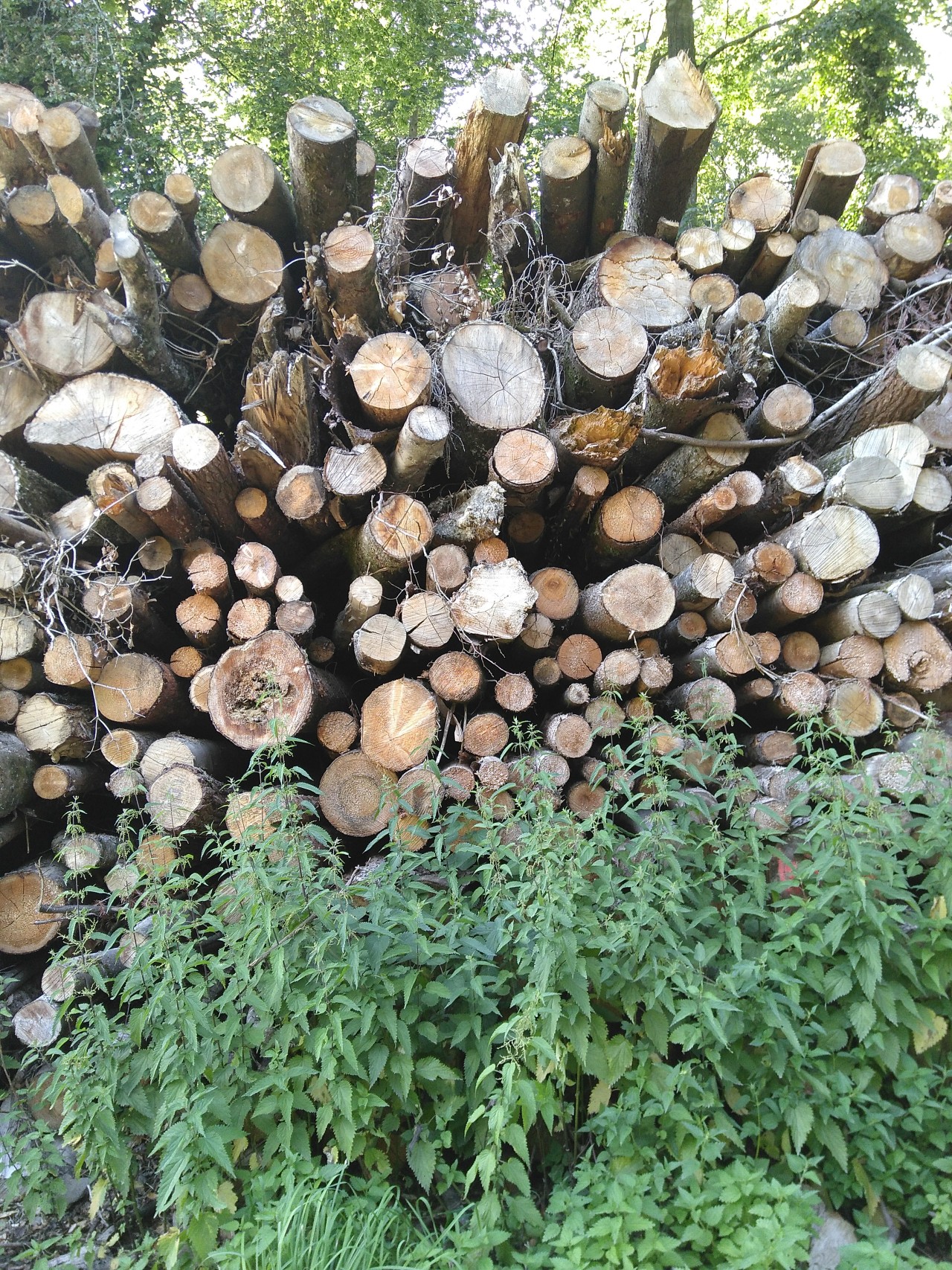 Aufgeschichtetes Holz im Wald, vor dem Brenesseln wachsen.
