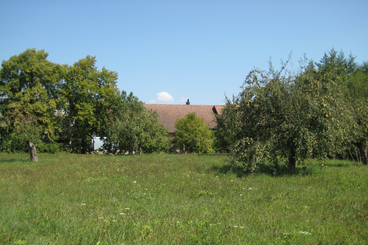 Obstbäume auf der Wiese; im Hintergrund ist durch die Baumkronen ein Hausdach zu erkennen.
