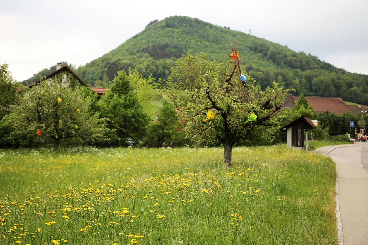 In den Baumkronen der Obstbäumen auf der Rössliwiese sind farbige Giesskannen und Leitern angebracht.