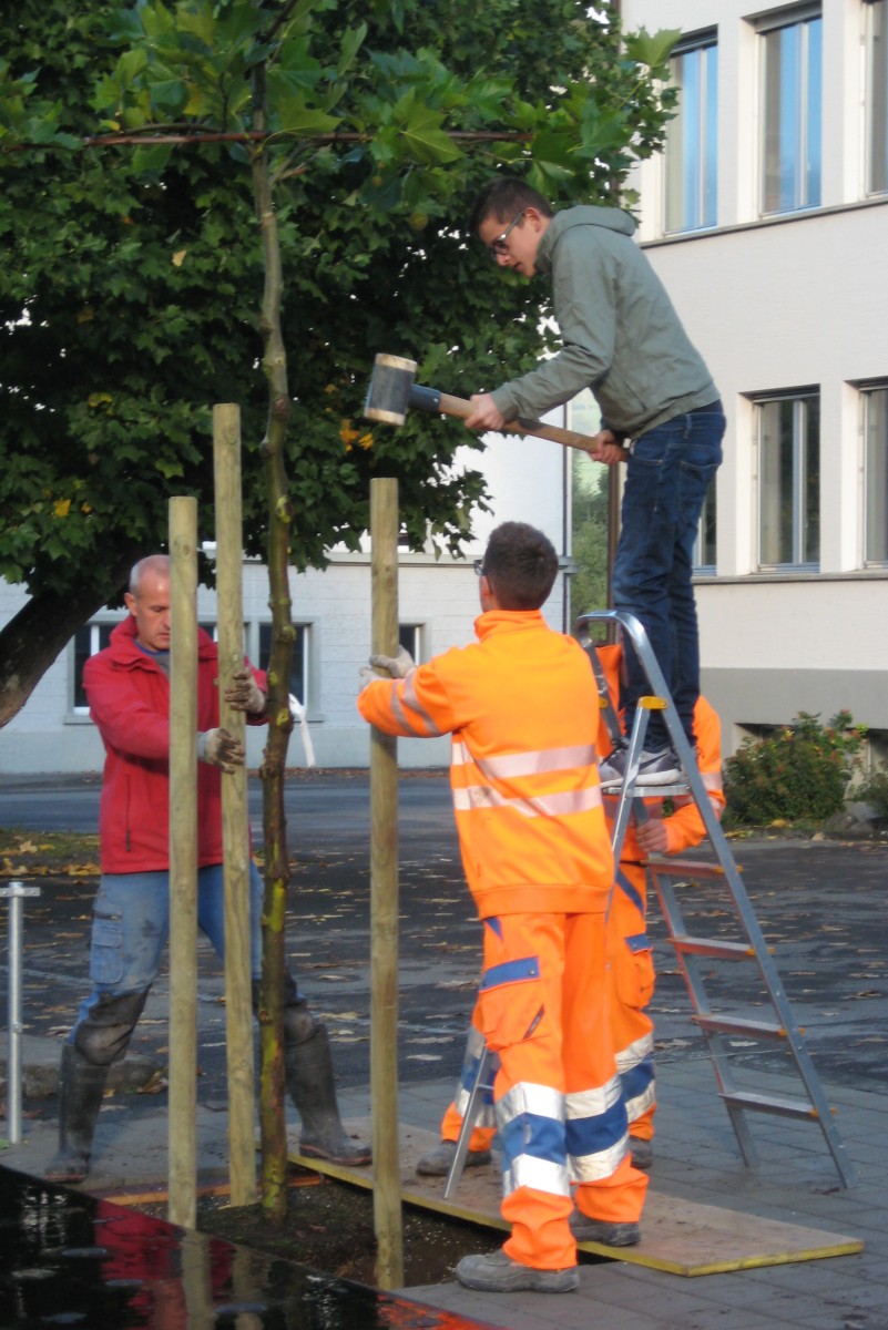 Die neuen Bäume werden mit Hilfe des Technischen Betriebs Unterkulm gepflanzt und stabilisiert.