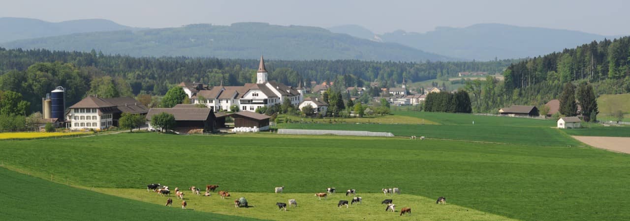 Kühe weiden auf der grünen Wiese vor einem Bauernhof und einem Dorf im Hintergrund.