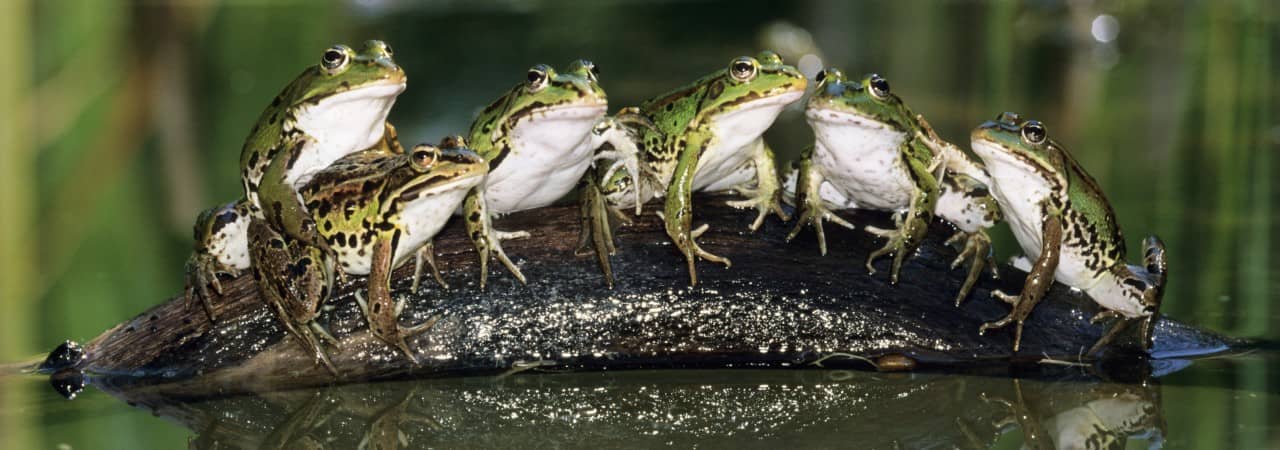 Foto von sechs Wasserfröschen, die auf einem im Wasser treibenden Holzstück sitzen.