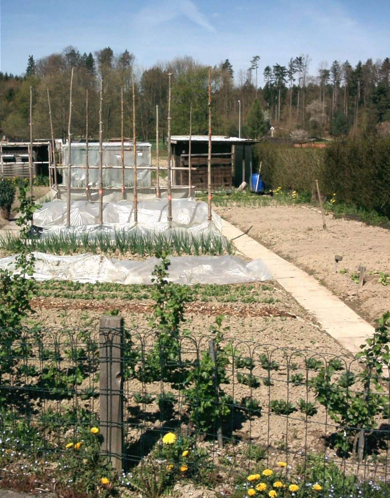 Ein Garten mit Gemüseanbau.
