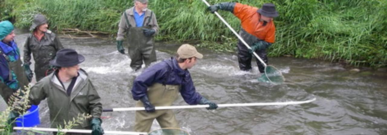 Menschen, die mit den Elektrofanggeräten betäubte Fische aus dem Bach ziehen.