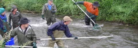 Menschen, die mit den Elektrofanggeräten betäubte Fische aus dem Bach ziehen.