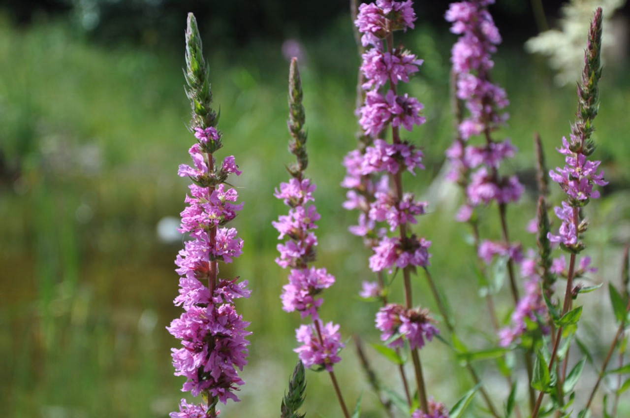 Foto von Petra Zajec 