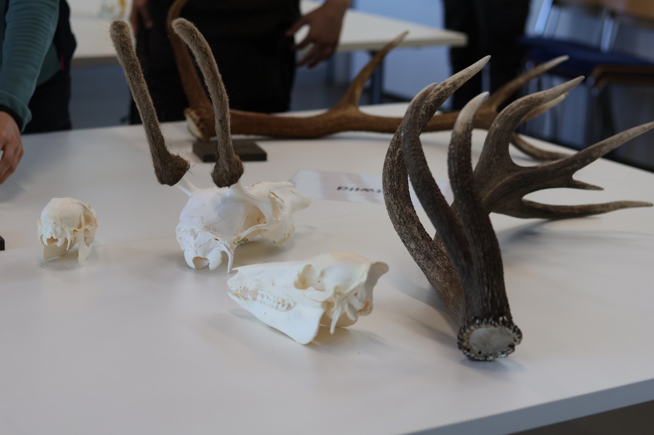 Wildtierschädelpräparate liegen auf einem Tisch