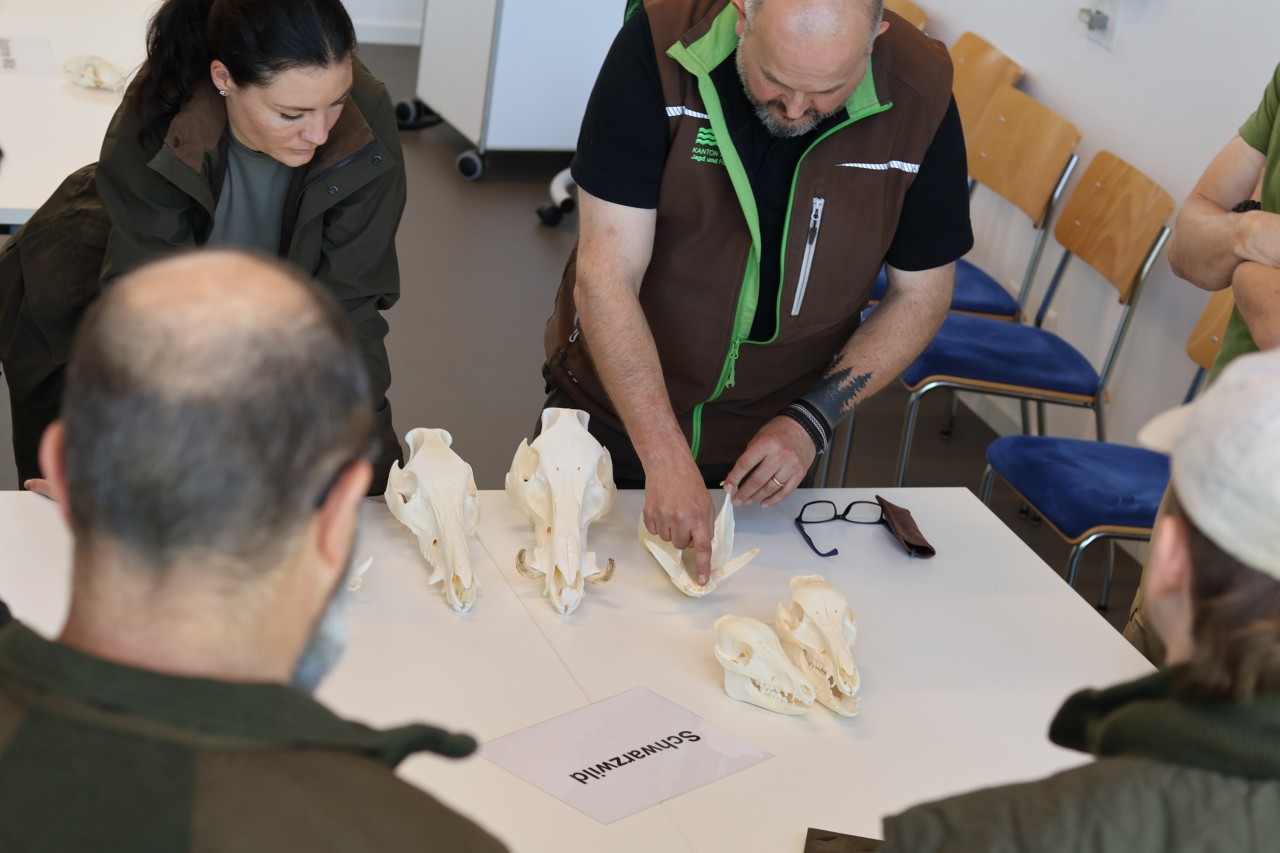 Mehrere Jungjäger stehen vor einem Tisch mit Wildtierschädeln