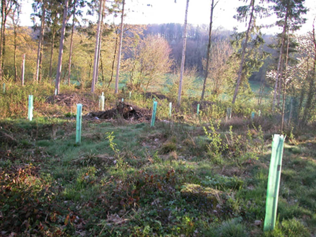 Jungbäume auf einem lichten Waldstück mit Dok-Einzelschützen