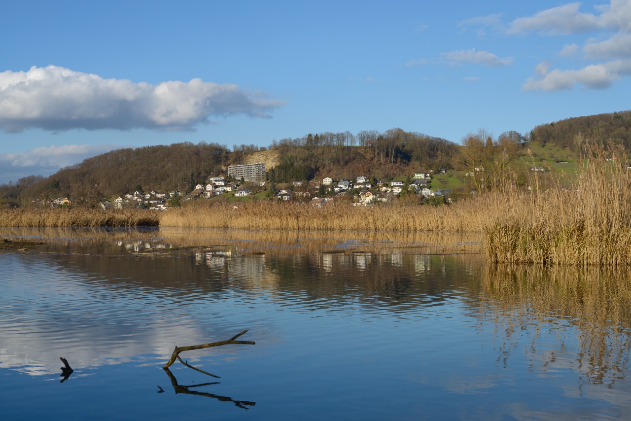 Uferlandschaft des Klinkauerstausees mit Schilf im Vordergrund. Im Hintergrund sind einige Häuser zu sehen.