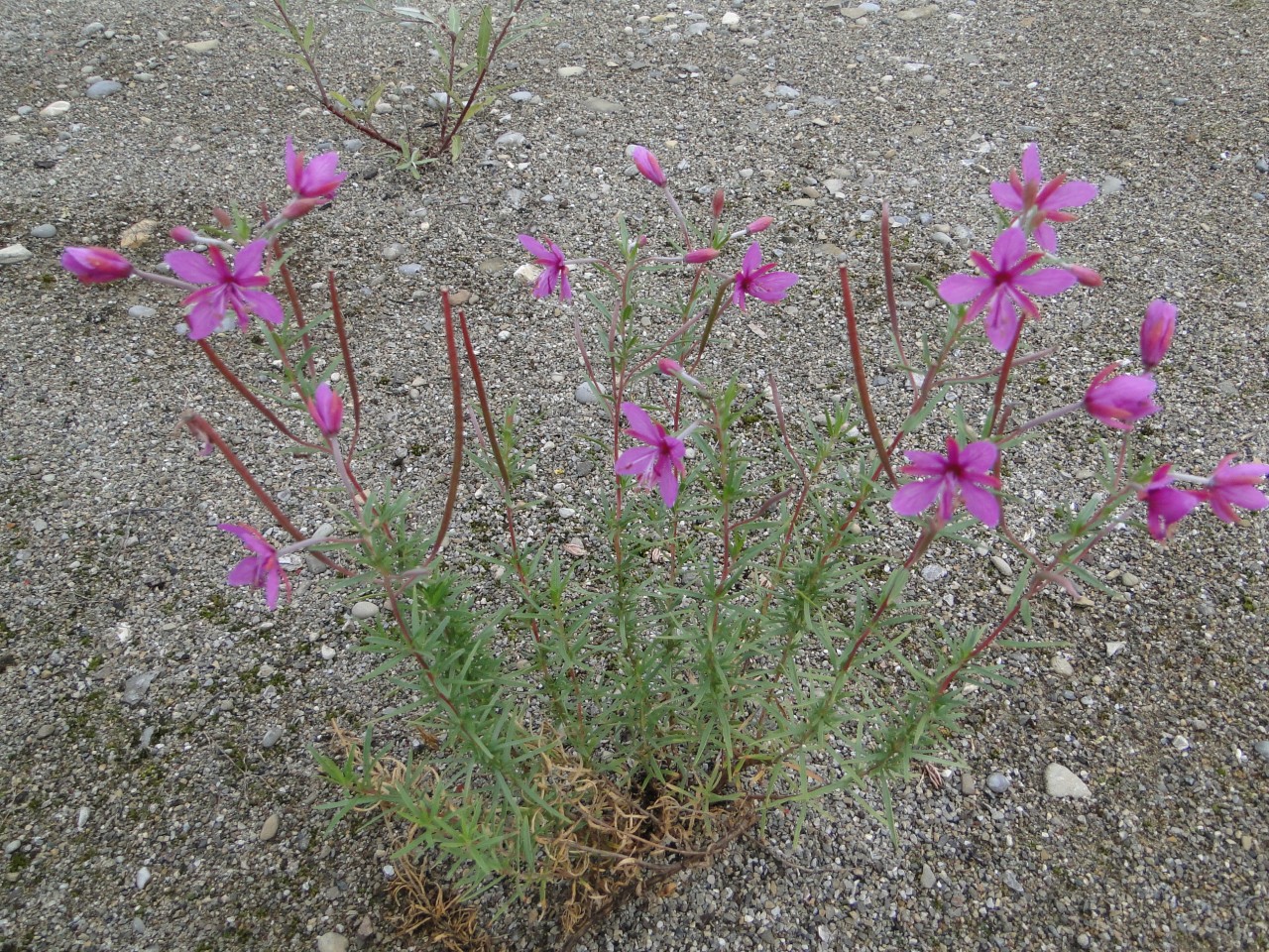 Ein Rosmarin-Weidenröschenstrauch mit Blüten, der auf kiesigem Untergrund wächst.