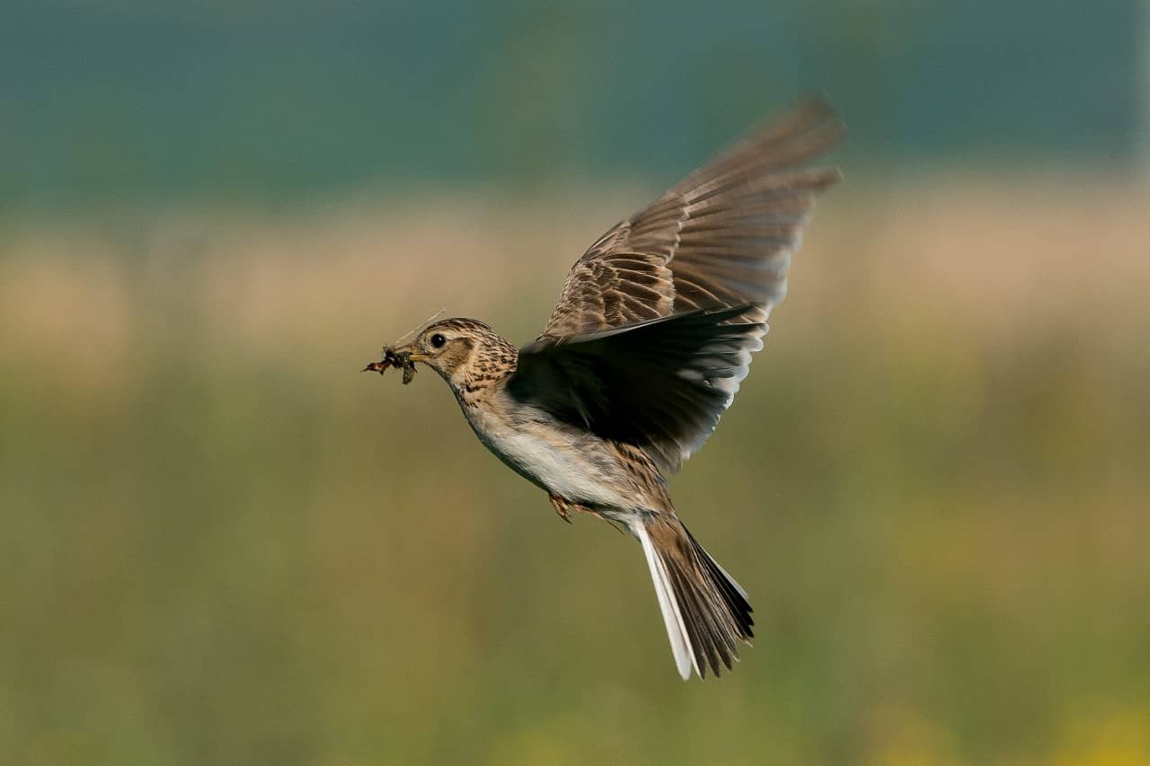 Feldlerche im Flug. Im Schnabel hält sie Futter.