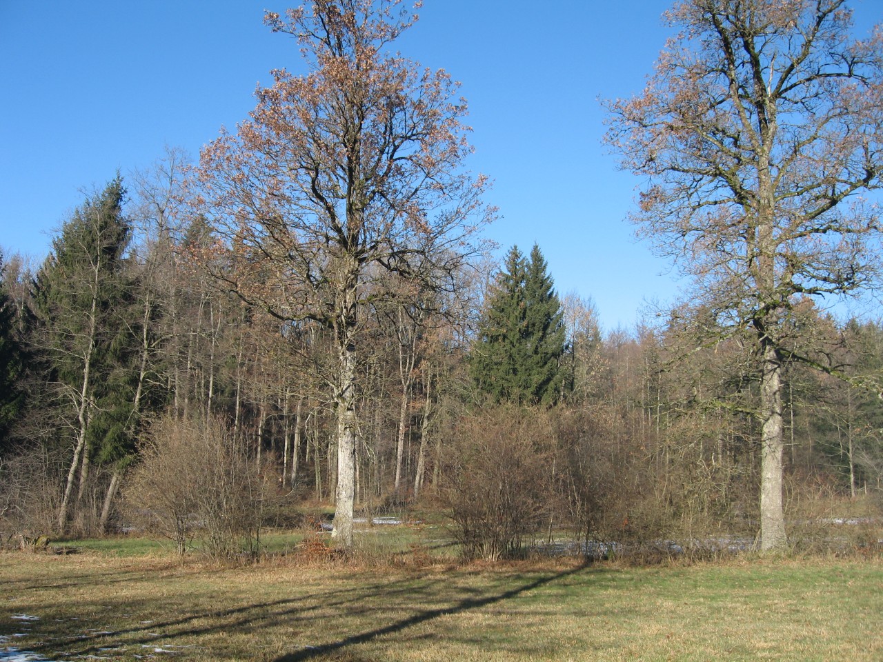 Fronwaldwiese in Aerni