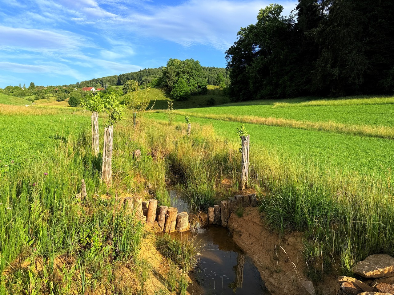 Das sommerliche Sagimülitäli mit dem Sagimülitälibach, Jungbäume und Strömungshindernis aus Holzpfählung im Vordergrund.