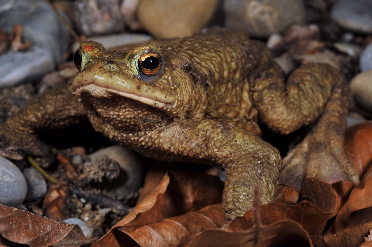 Erdkröte (Bufo bufo).