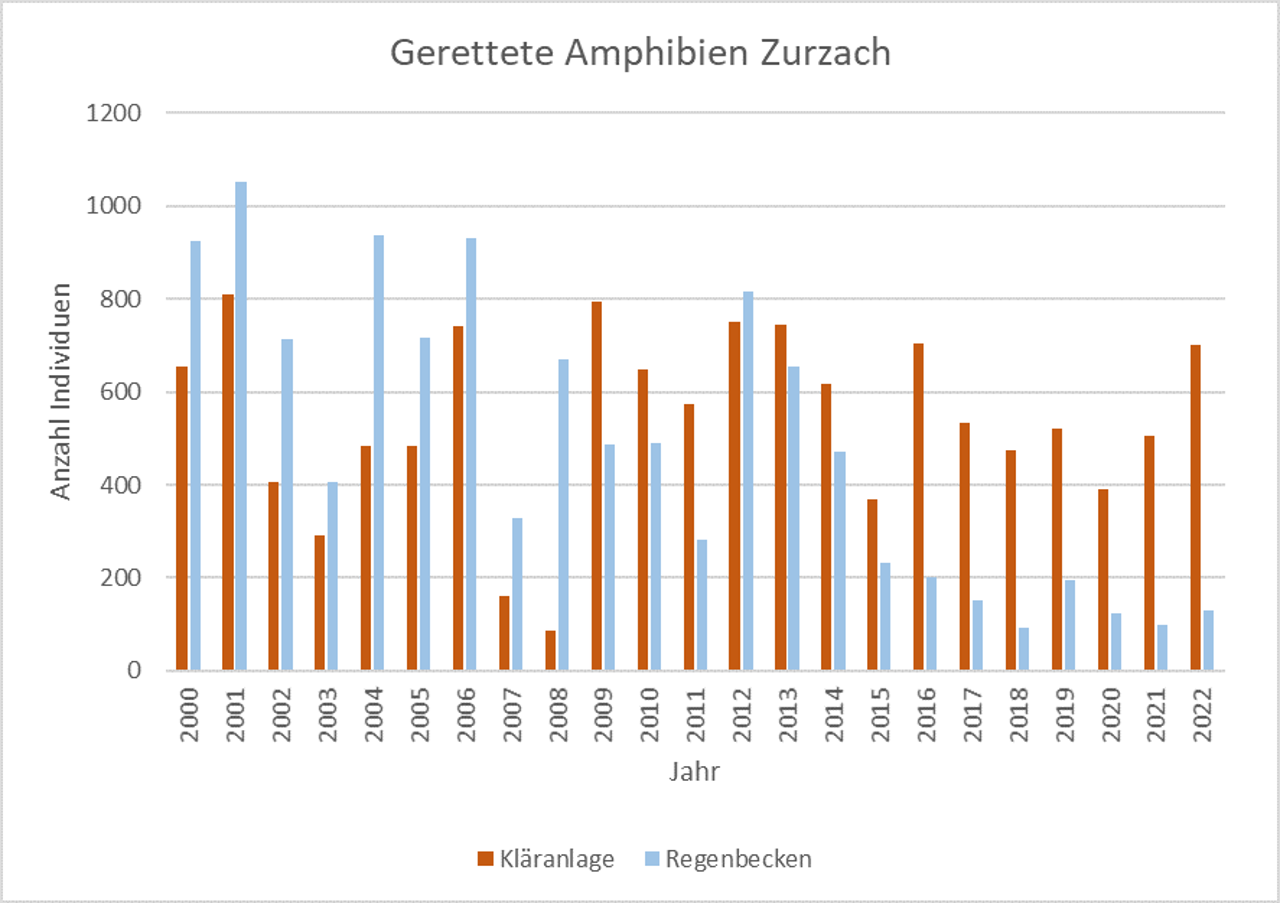 Anzahl geretteter Amphibien aus der Kläranlage und einem Regenbecken in Zurzach
