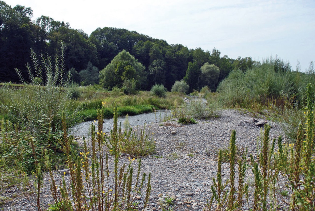 Im Vordergrund ist das Ufer aus Rohkiesböden mit Pflanzenbewuchs sichtbar. Im Hintergrund die Bünz und der Waldrand.