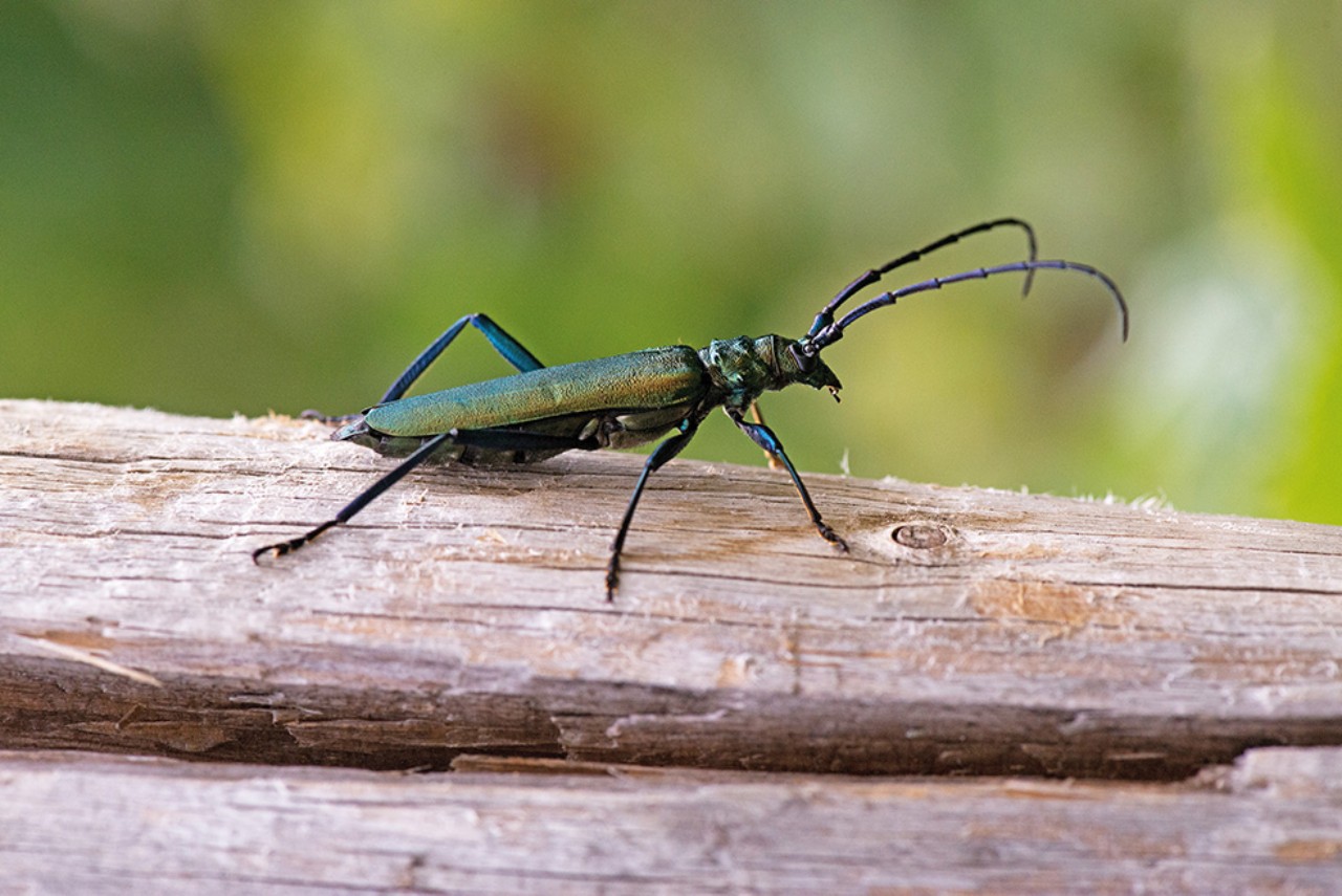 Ein Käfer der Art Moschusbock auf einem Totholzast.