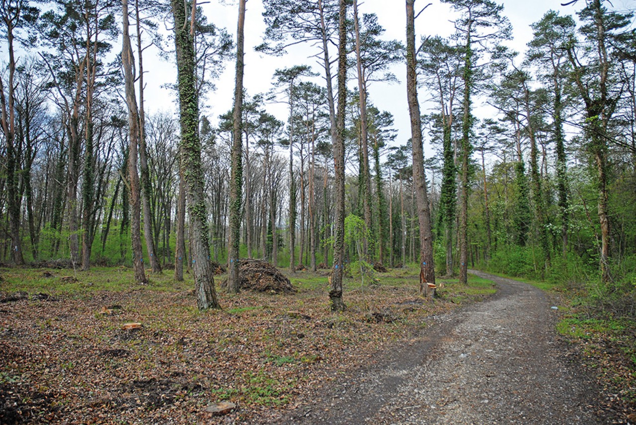 Das Bild zeigt einen Waldweg und die Sicht in den Wald mit den efeubewachsenen Föhren.