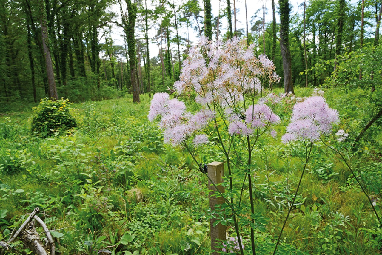 Die Pflanze "Akeleiblättrige Wiesenraute" ist in diesem Bild in Blüte zu sehen. 
