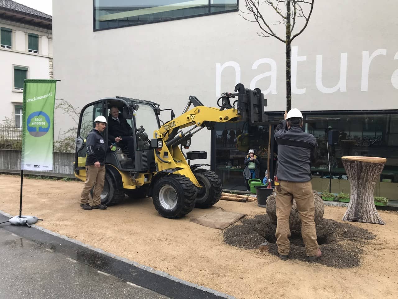 Baumpflanzung Klimaoase Aarau, Regierungsrat Stephan Attiger steuert den Baum in die Baumgrube.