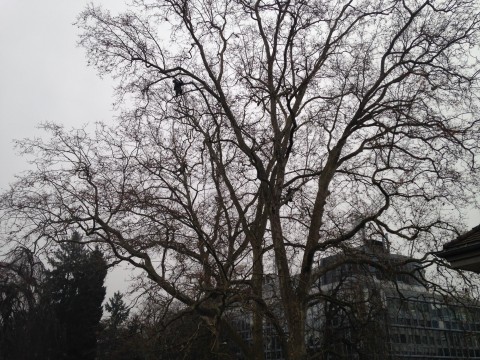 Foto von grossem Baum im Winter mit einem Mann, der den Baum angeseilt schneidet.
