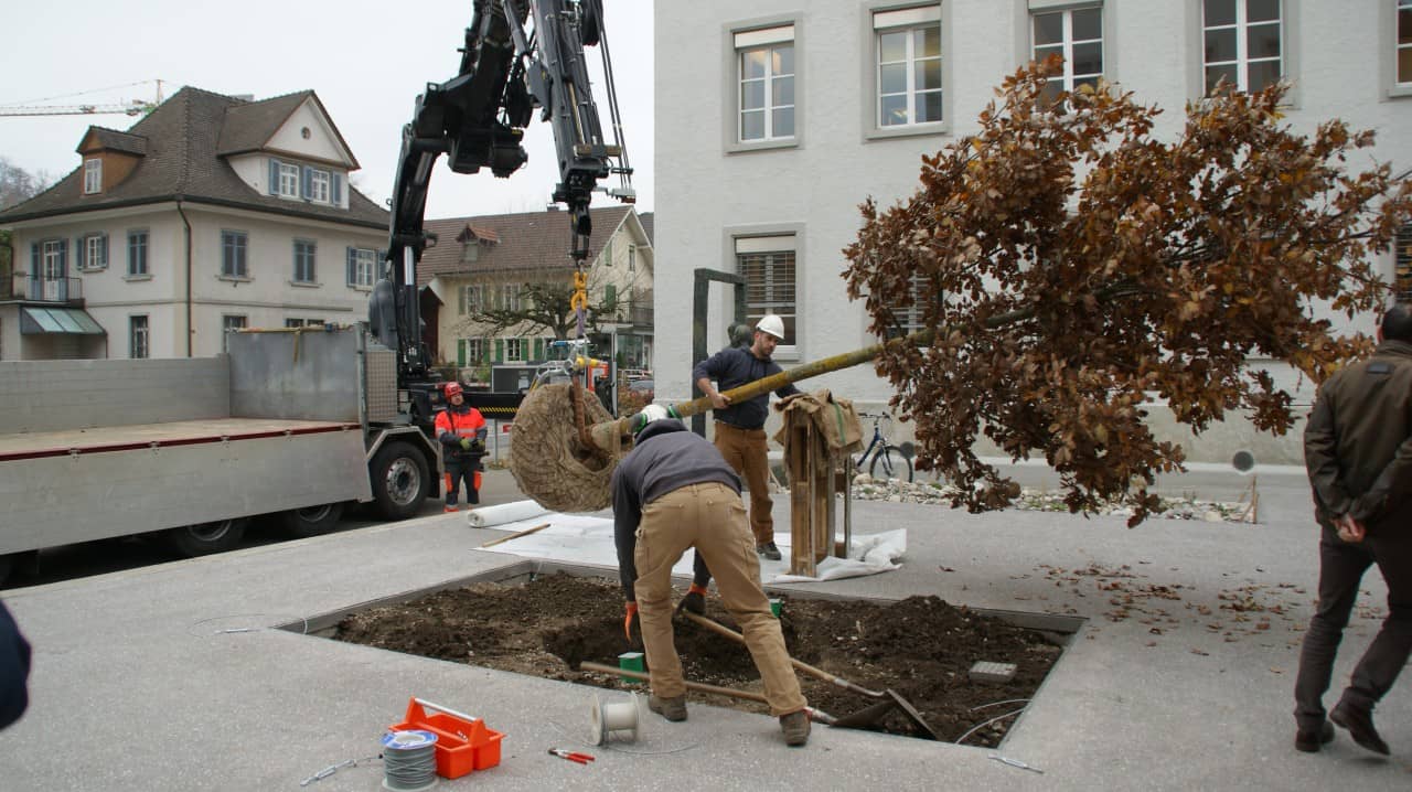 Baumpflanzung Klimaoase Suhr