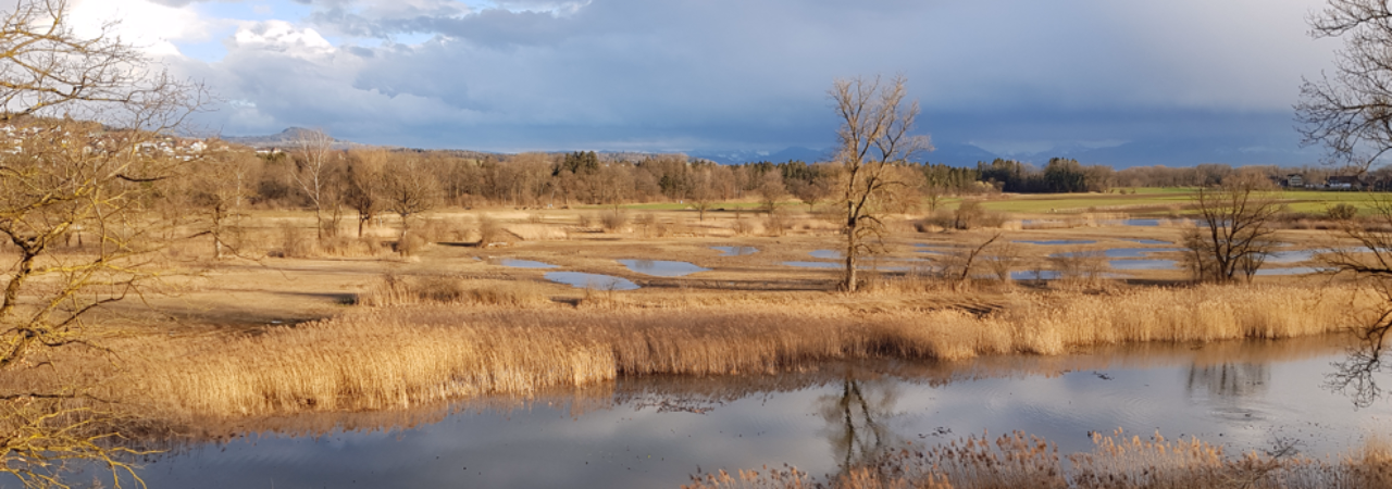 Eine Landschaft mit einem Baum in der Mitte, umgeben von Schilf und Wasserflächen, die den Himmel spiegeln. Im Hintergrund sind weitere Bäume und eine Wiese sichtbar.