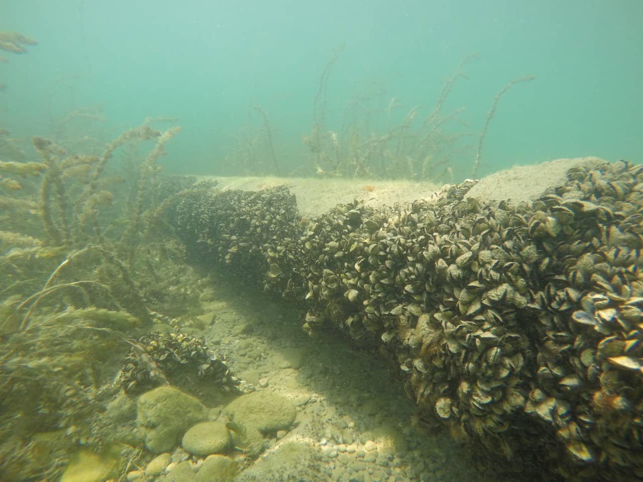 Eine Unterwasseraufnahme: Eine mit Quaggamuscheln überwachsene Rohrleitung am Seegrund.