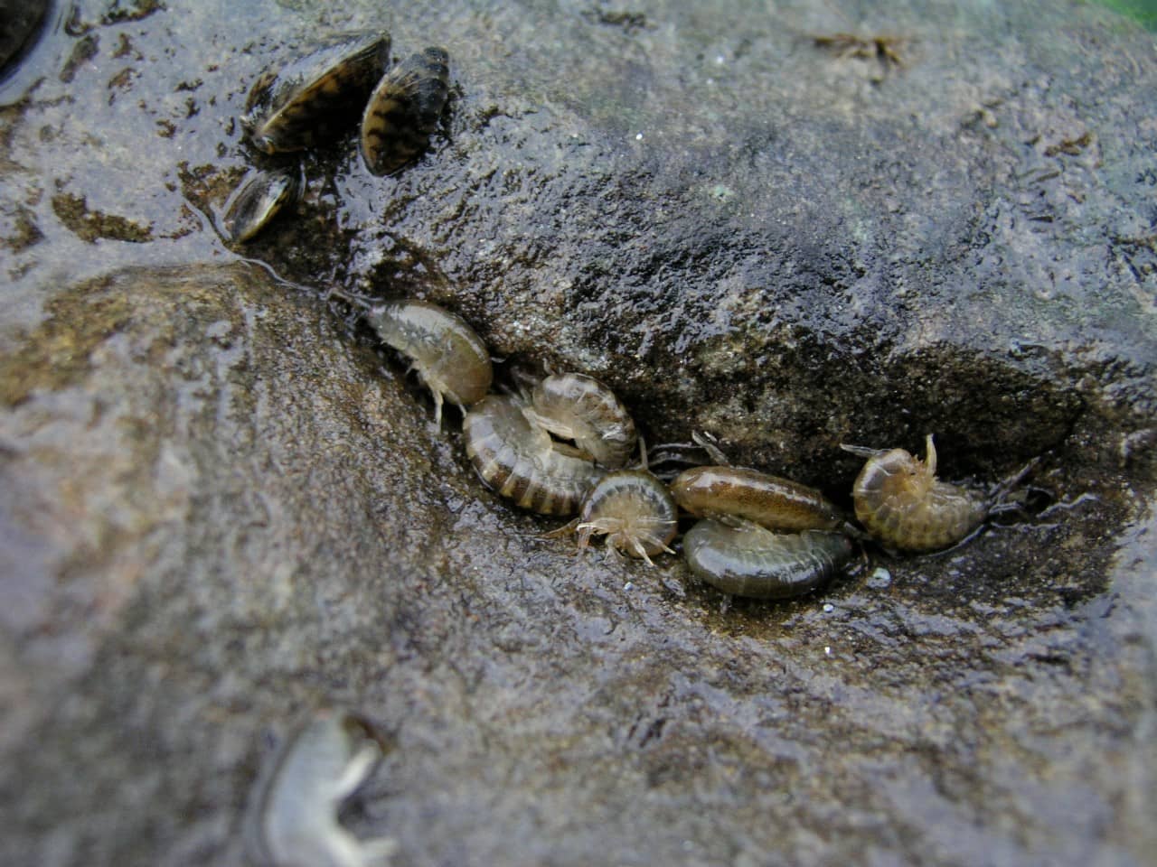 Ansammlung von Grossen Höckerflohkrebsen "Dikerogammarus villosus" auf einem Stein