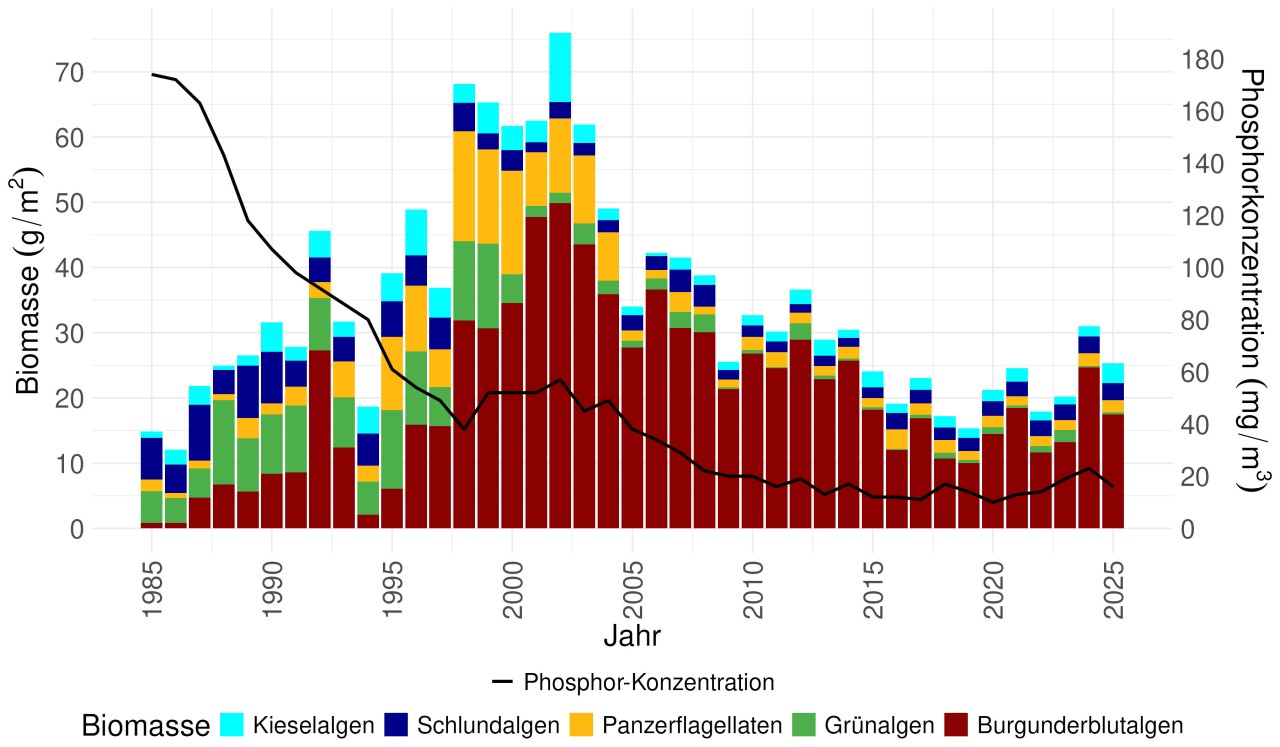 Durchschnittliche Biomasse (g/m2) der wichtigsten Algengruppen pro Jahr im Halwillersee ab 1985. Die Blaualgen repräsentieren hauptsächlich die Blaualge Planktothrix rubescens. 