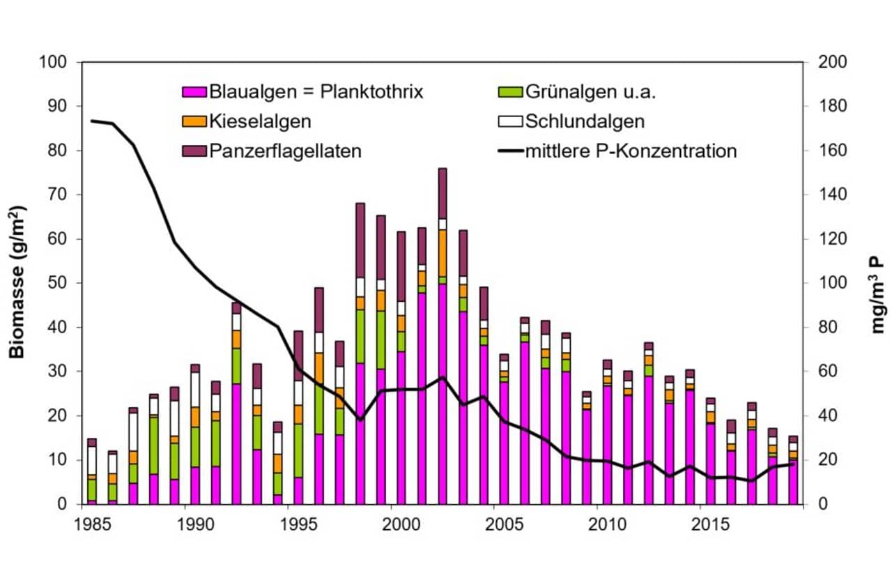 Durchschnittliche Biomasse (g/m2) der wichtigsten Algengruppen pro Jahr im Halwillersee ab 1985. Die Blaualgen repräsentieren hauptsächlich die Blaualge Planktothrix rubescens. 