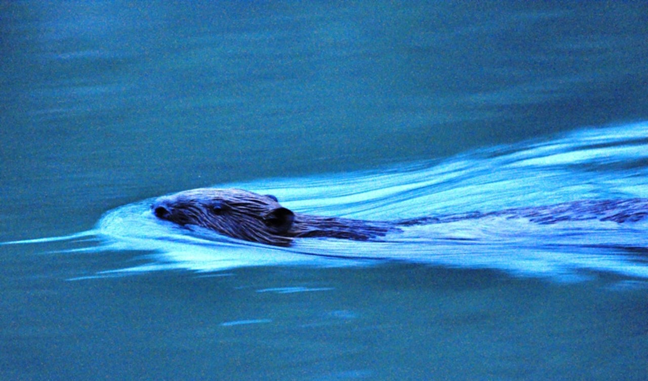 Ein Biber schwimmt an der  Wasseroberfläche