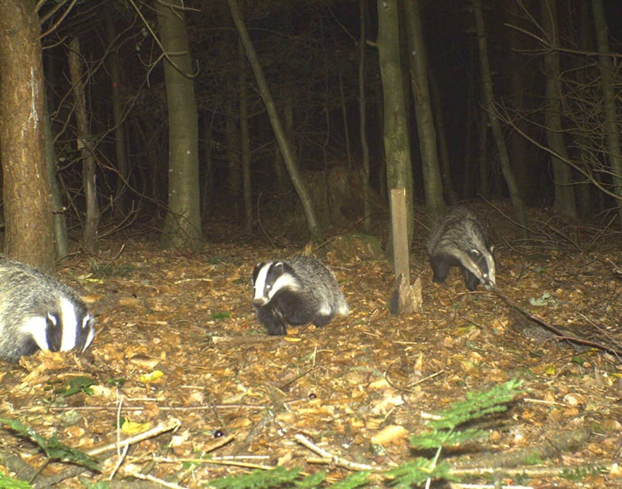 Drei Dachse beim nächtlichen Nahrungsstreifzug durch  den Wald