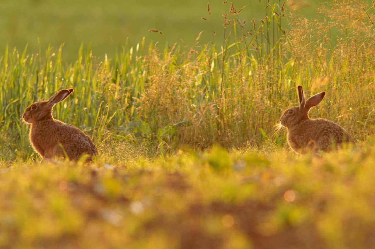 Zwei Feldhasen auf einer Wiese