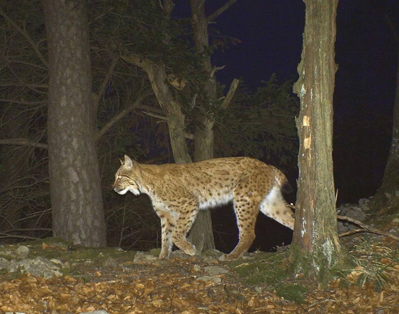 Ein Luchs streift des Nachts durch den Wald