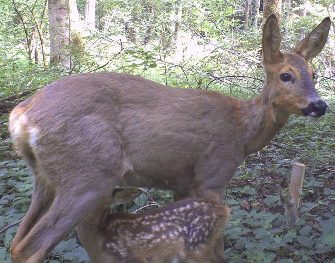 Eine Rehgeiss säugt ihr Kitz im Wald