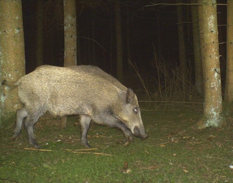 Wildschwein streift bei Nacht durch den Wald