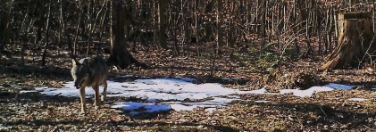 Ein Wolf der durch den Wald streift.