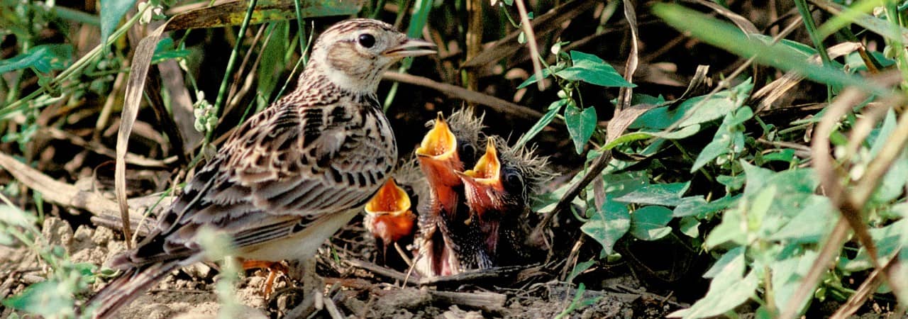 Eine Feldlerche die gerade ihre Jungen im Nest füttert.
