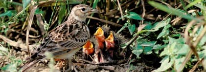 Eine Feldlerche die gerade ihre Jungen im Nest füttert.