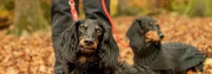 Eine Frau führt  zwei Hunde im Wald an der Leine