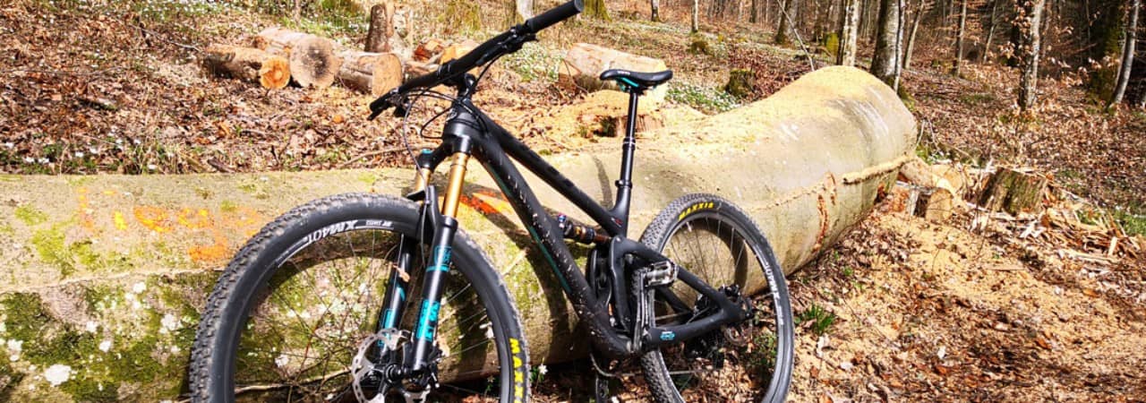 An einen Baumstamm angelehntes Fahrrad