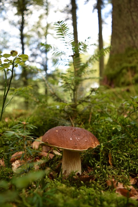 Aufnahme eines Pilzes (ein Maronenrührling) im Wald.