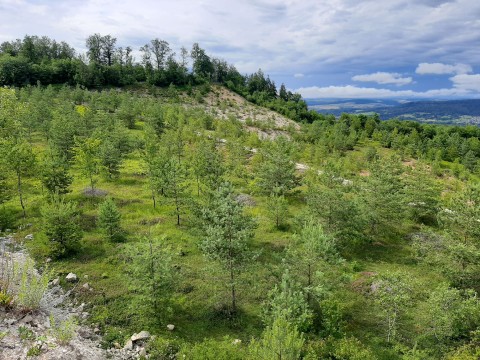 Blick auf wieder bewaldete Hügelhänge im Jura.