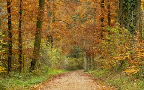 Blick entlang eines Weges in den herbstlichen und farbenfrohen Wald.