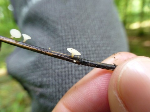 Der weissliche Pilzfruchtkörper auf einem kleinen Ast der zwischen zwei Fingern gehalten wird.