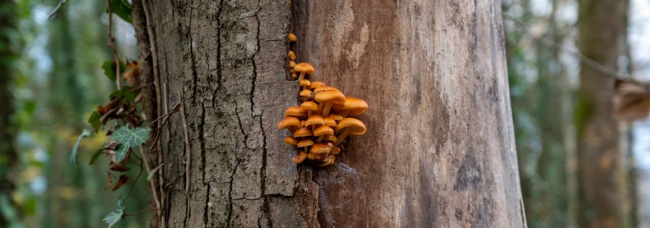 Pilz an einem efeubewachsenem Baumstamm